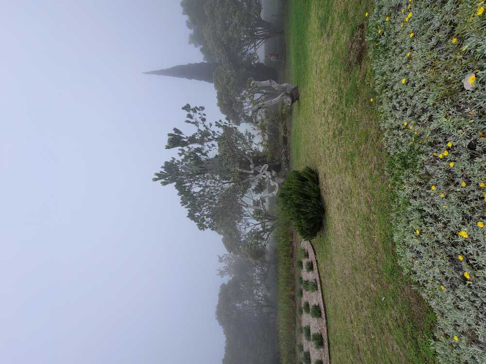 misty verdant field